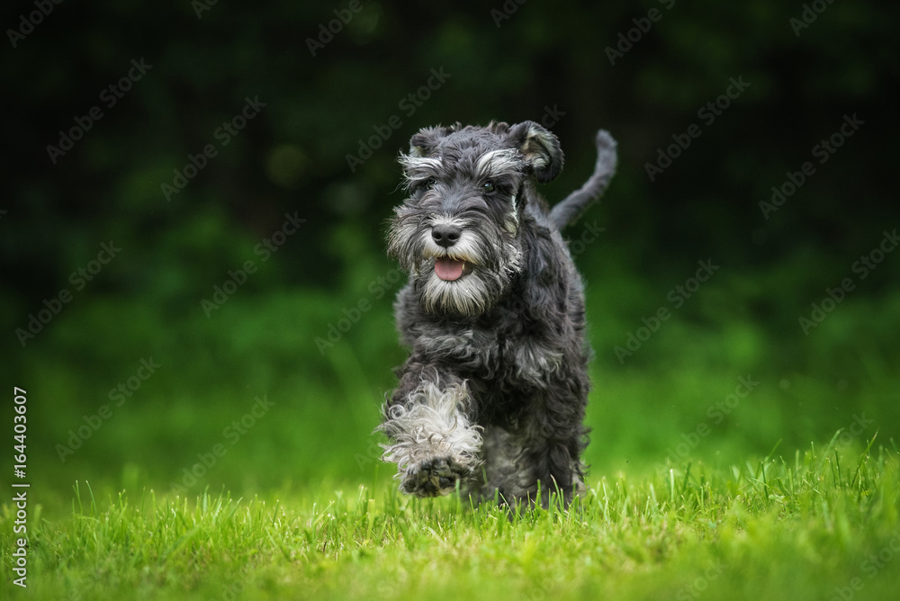 Happy miniature schnauzer puppy running