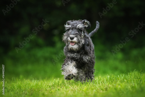 Obraz na płótnie Happy miniature schnauzer puppy running w salonie