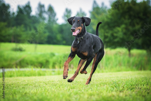 Fototapet Doberman pinscher dog running