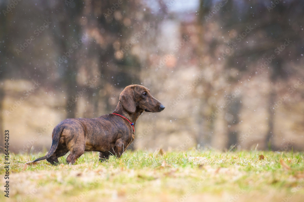 Dachshund dog on the walk in autumn Dachshund dog on the walk in autumn