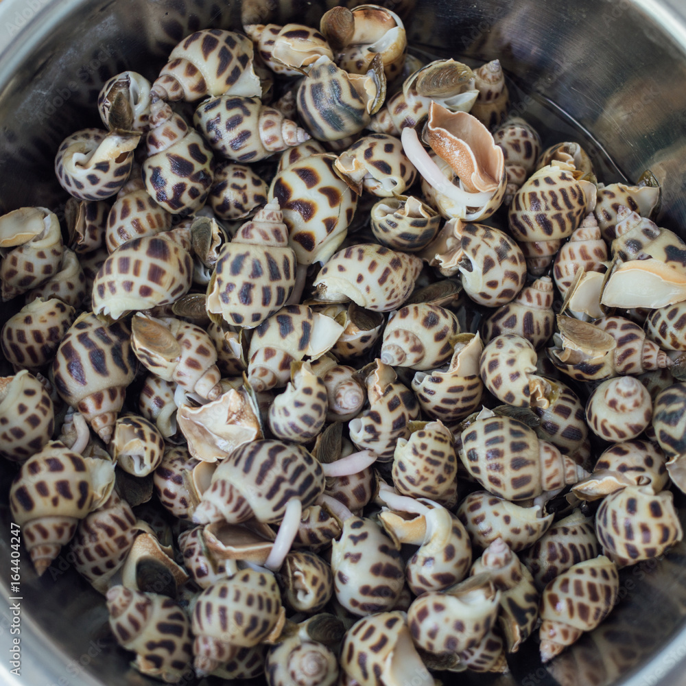 Fresh snails in metal bowl