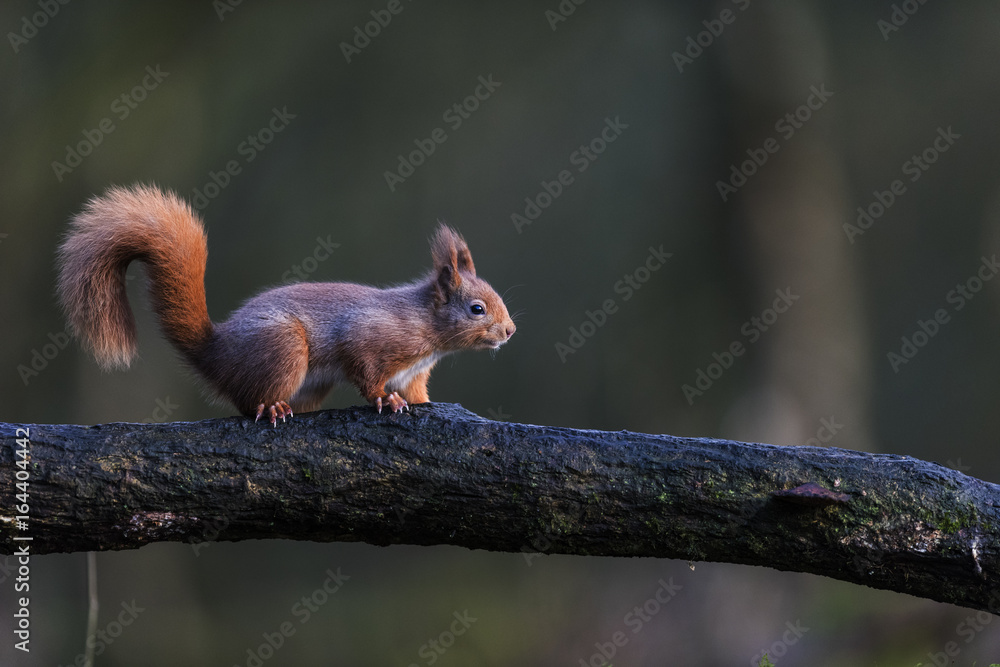 Red Squirrel Red Squirrel