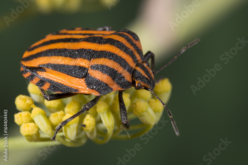 Red and black striped Stink bug - Graphosoma lineatum