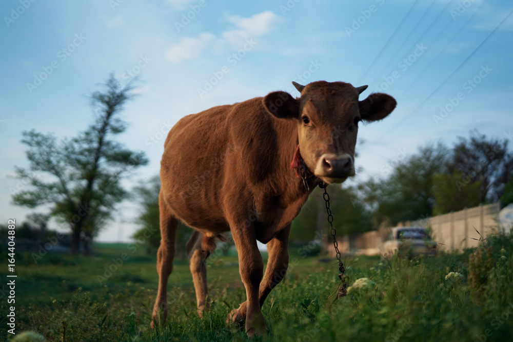 Cow grazing on the grass in the village, livestock, animals