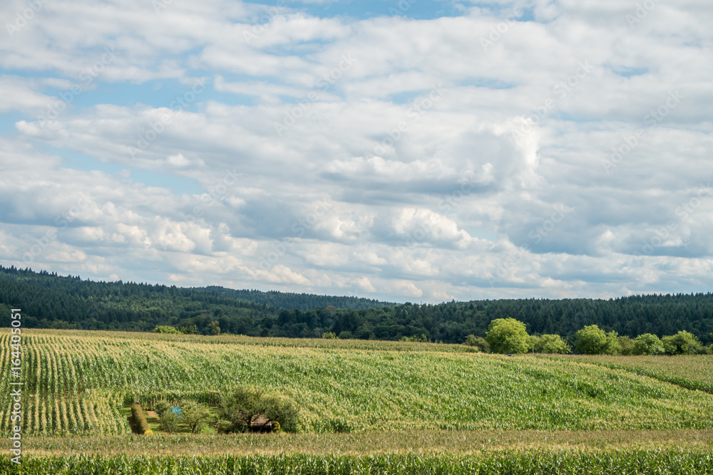 Obraz premium Maisfeld und Baumgrundstück