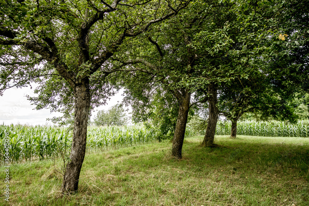 Maisfeld und Baumgrundstück