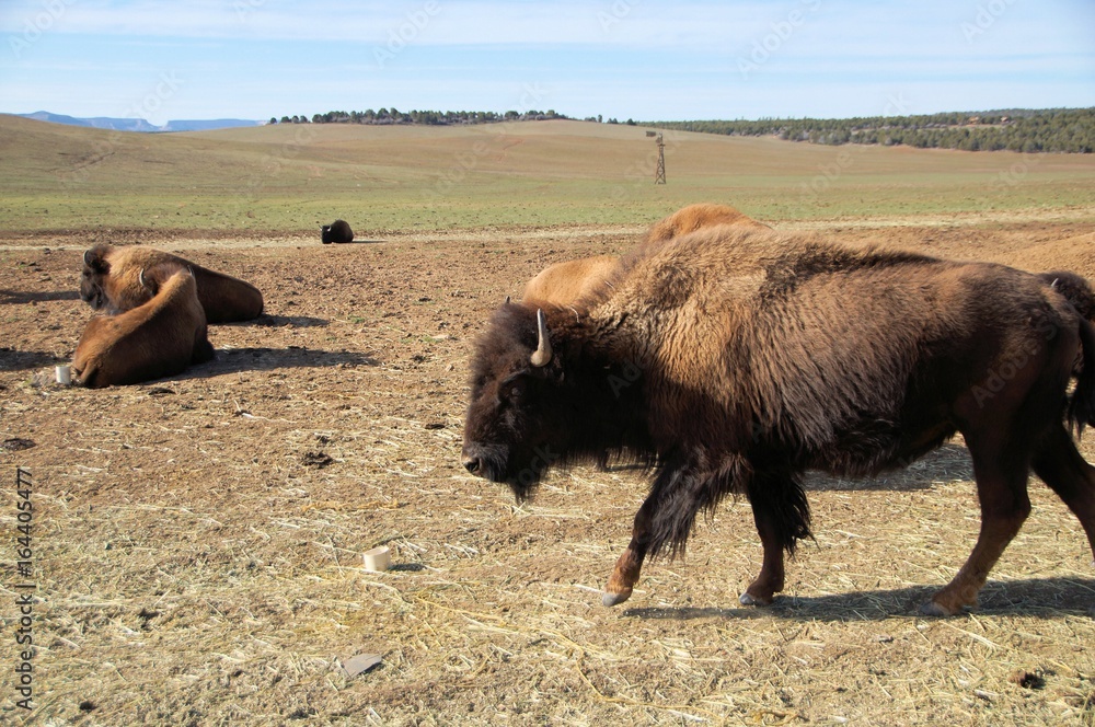 Fototapeta premium Bison