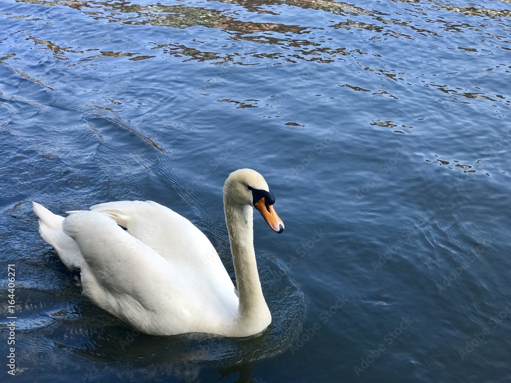 Beautiful Swan from Strasbourg in France. Beautiful Swan from Strasbourg in France.
