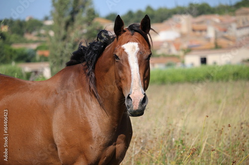très beau cheval brun dans la nature © canecorso
