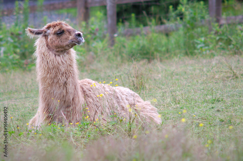 alpaca lama resting in grass field lying down meadow mammal farming wool