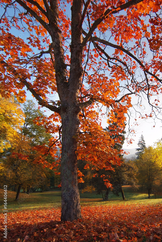 Ahorn Laub ist am leuchten mit Färbung im Herbst