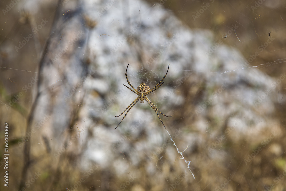 Ragno al centro della ragnatela aspetta un insetto