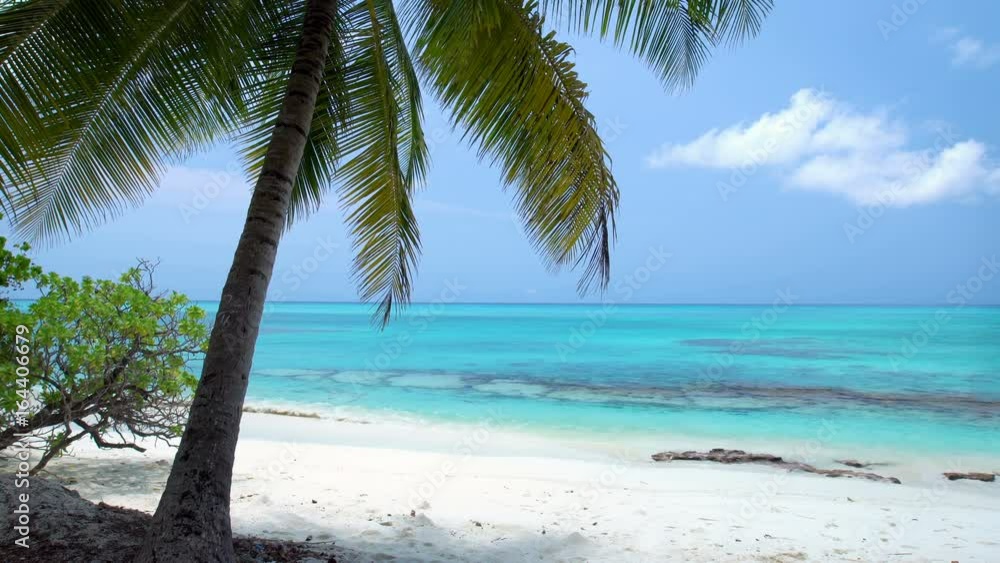 Tropical pristine beach with coconut palm Tropical pristine beach with coconut palm