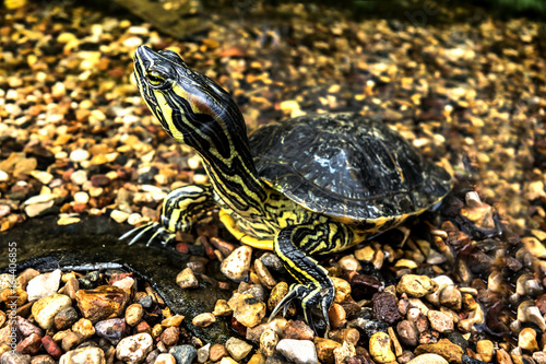 A beautiful yellow-eared water turtle