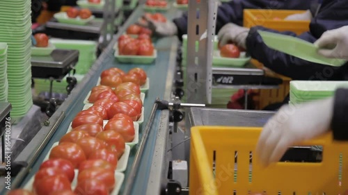 Employees pack tomatoes and put on conveyor belt in packaging shop photo