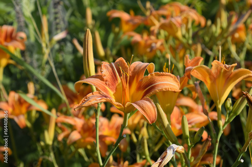 Flowers of orange lilies. Lilies among the grass.