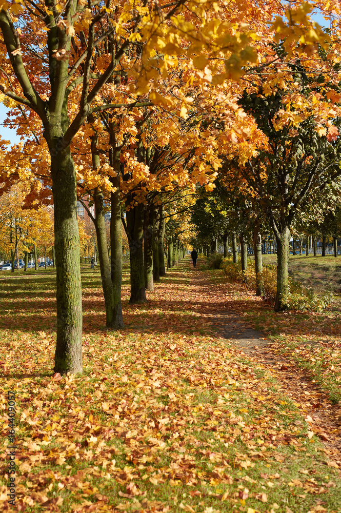 Avenue with maple trees and yellow leaves Avenue with maple trees and yellow leaves