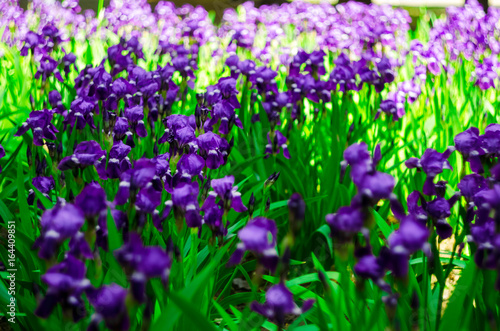 Sun rays fall on a bed of irises