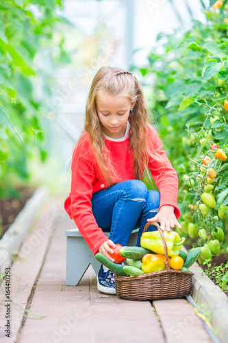 Little girl collecting crop cucumbers and tomatos in greenhouse. Portrait of kid with big busket full of vegetables in hands. Harvesting time