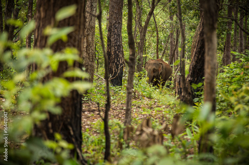 An elephant walking through the forest.