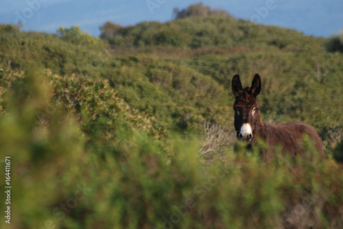 Fauna di Sardegna photo