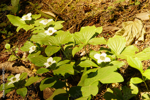 Alaskan bunchberry white wildflower photo