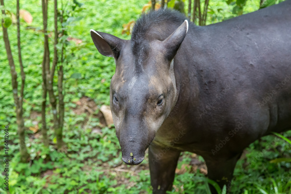 Closeup of a Solitary Friendly Tapir on the Amazon River in Peru Closeup of a Solitary Friendly Tapir on the Amazon River in Peru