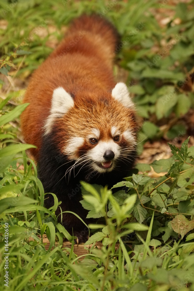 レッサーパンダ レッサーパンダ