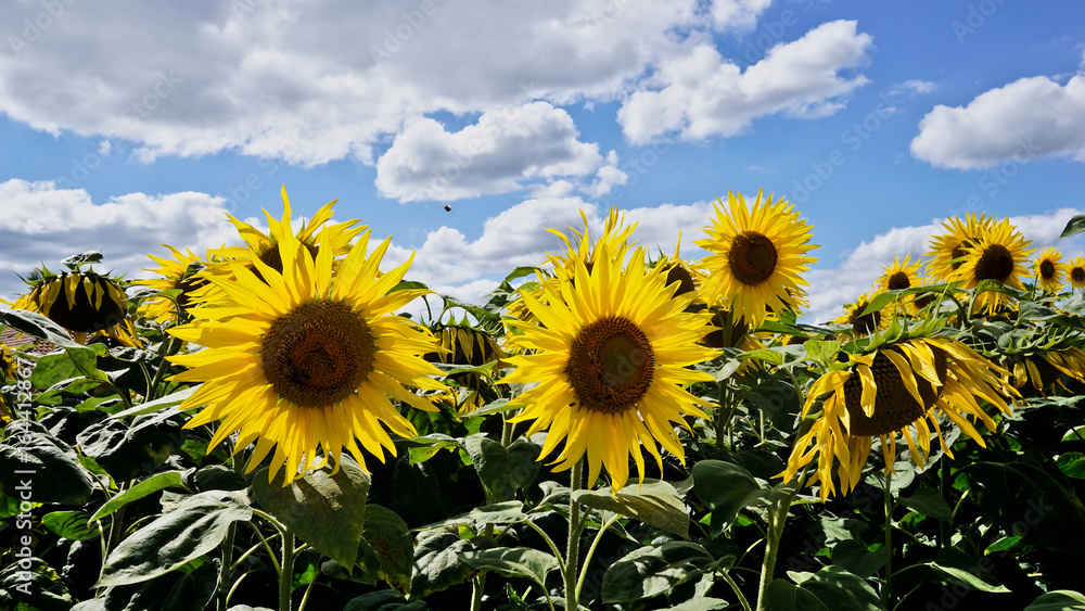 Champs de tournesols sous un ciel bleu et des nuages Champs de tournesols sous un ciel bleu et des nuages