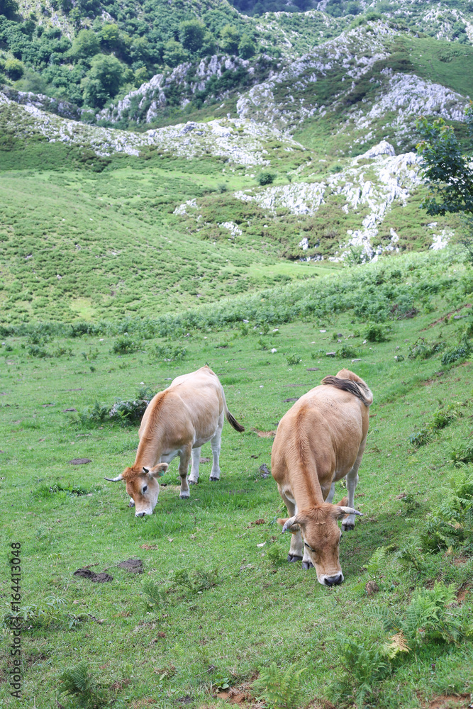 Dos vacas pastando en la montaña