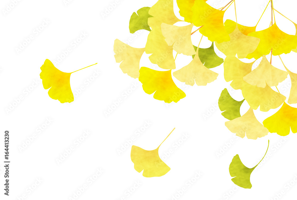 Obraz premium Ginkgo jesień liście tło jesień