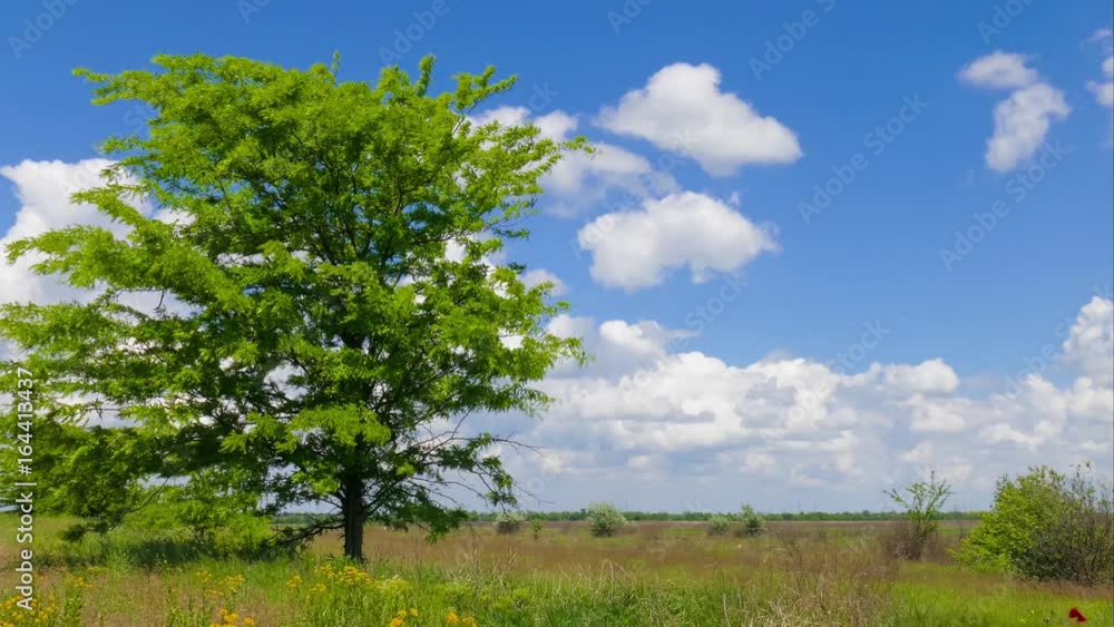 Large green tree in steppe / Large green tree in steppe on blue sky background in sunny windy day
Large green tree in steppe / Large green tree in steppe on blue sky background in sunny windy day