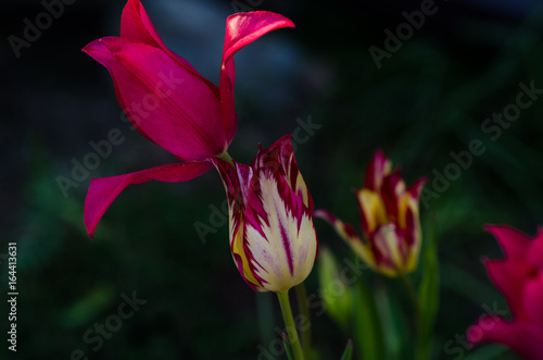 Bold-coloured tulips