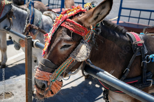 Fotografía MIJAS, ANDALUCIA/SPAIN - JULY 3 : Donkey Taxi in Mijas Andalucía Spain on July 3
