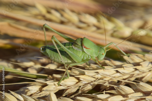 Isophya. Grasshopper is an isophy on a wheat spikelet. © eleonimages