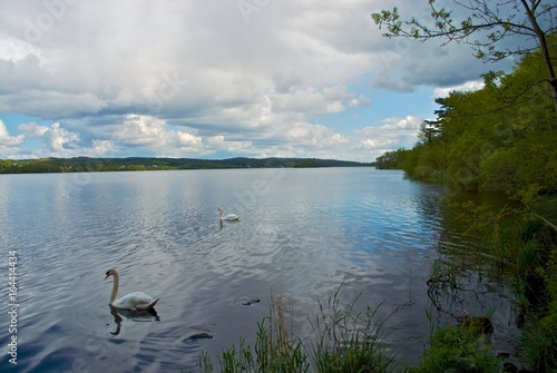 irish swans