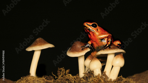 Golden Dart Frog on mussrooms