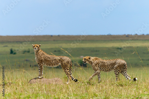 Cheetah pair