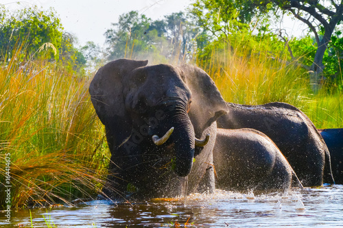 Canvas Print Elephants in Okavango Delta