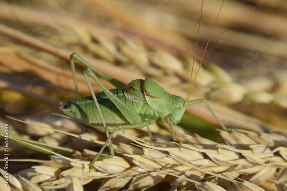 Isophya. Grasshopper is an isophy on a wheat spikelet. Isophya. Grasshopper is an isophy on a wheat spikelet.