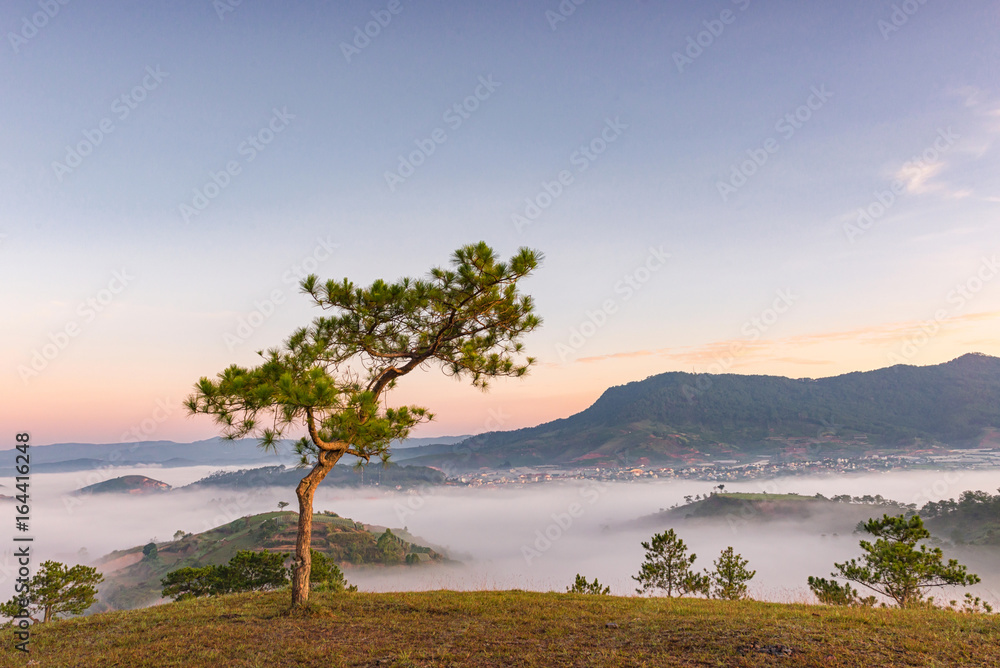 Lonely tree in the mist mountain, foggy landscape Lonely tree in the mist mountain, foggy landscape