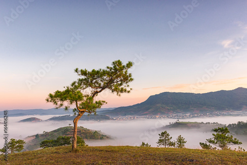 Fototapeta Naklejka Na Ścianę i Meble -  Lonely tree in the mist mountain, foggy landscape