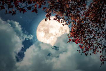 Beautiful autumn fantasy - maple tree in fall season and full moon with cloud, star in night skies background. Retro style artwork with vintage color tone
