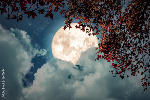 Beautiful autumn fantasy - maple tree in fall season and full moon with cloud, star in night skies background. Retro style artwork with vintage color tone
