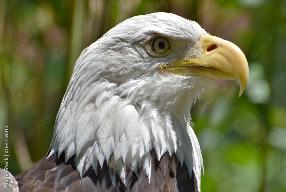 A Bald Eagle (Haliaeetus leucocephalus) in a Florida forest.