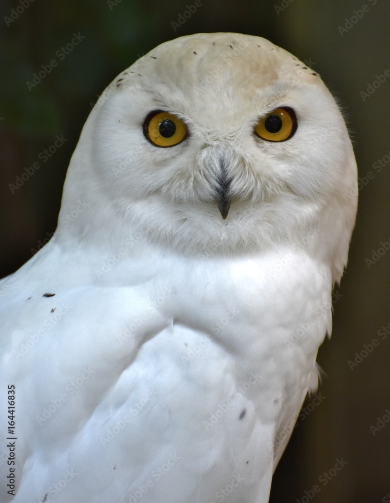 A snowy owl (Bubo scandiacus), native to the Arctic.