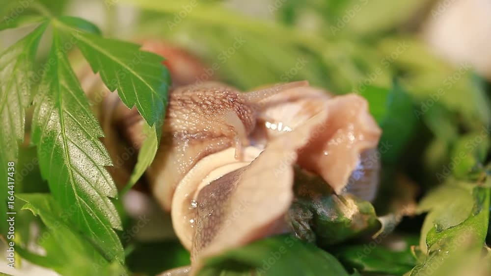 Video grape snail on leaves Cannabis Video grape snail on leaves Cannabis