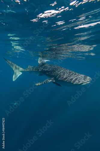 Whale Sharks of Indoneisa © paulcowell