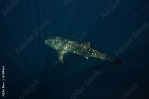 Whale Sharks of Indoneisa