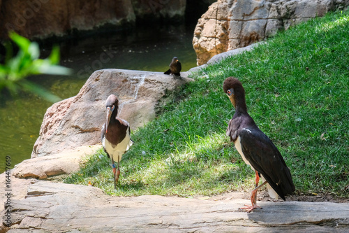 FUENGIROLA, ANDALUCIA/SPAIN - JULY 4 : Abdim's Stork in the Bioparc Fuengirola Costa del Sol Spain on July 4, 2017 photo